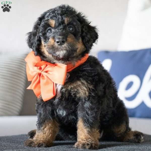 Minnie, Golden Mountain Doodle Puppy